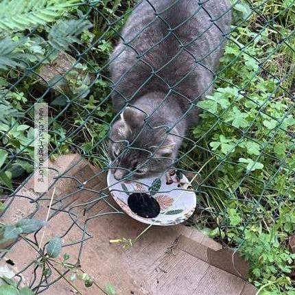 Photo 4/5 TIGROU Chat perdu à Cavalaire