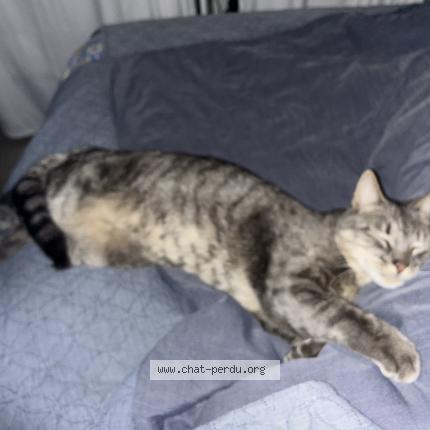 Photo 5/5 TIGROU Chat perdu à Cavalaire