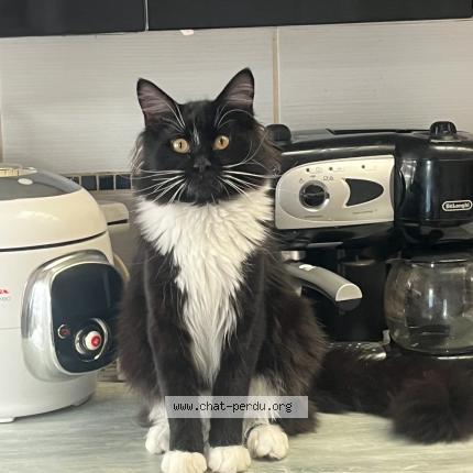 Photo 1/1 Vegas Chat perdu à Raismes