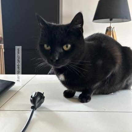 Photo de chat perdu à Valentigney