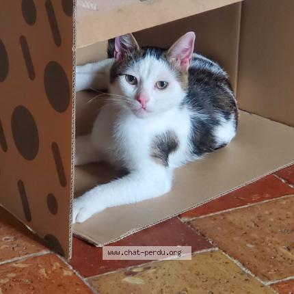 Photo 1/1 Chat retrouvé Perdu à Torchefelon