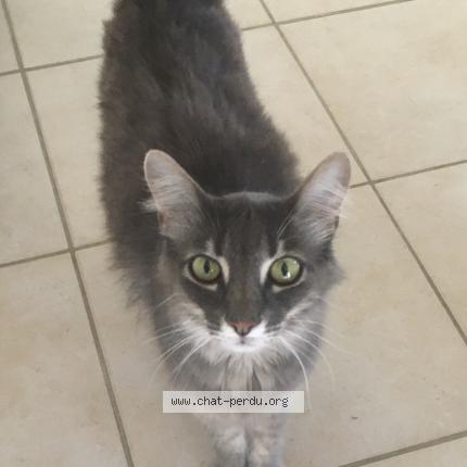Photo de chat perdu à Tourbes