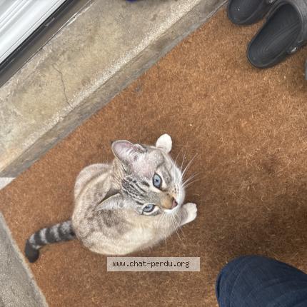 Photo de chat trouvé à Saint Maur Des Fosses