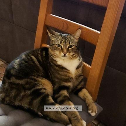 Photo 1/1 Luna Chat perdu à Le cannet des maures