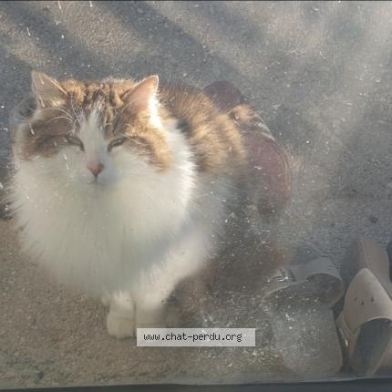 Photo de chat perdu à Sery