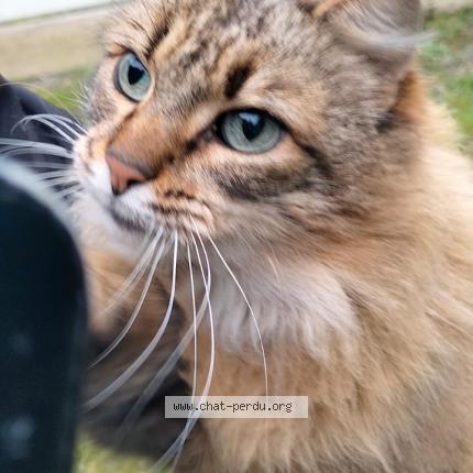 Photo de chat perdu à Boisgervilly