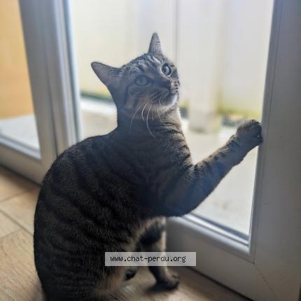 Photo de chat perdu à Leguevin