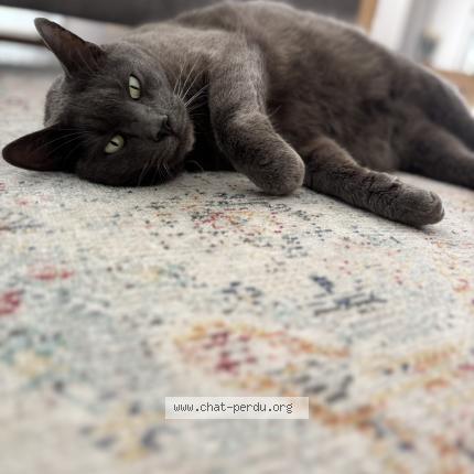 Photo de chat perdu à Bardigues