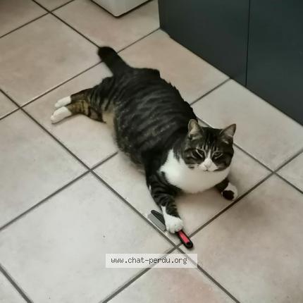 Photo de chat perdu à Orleans