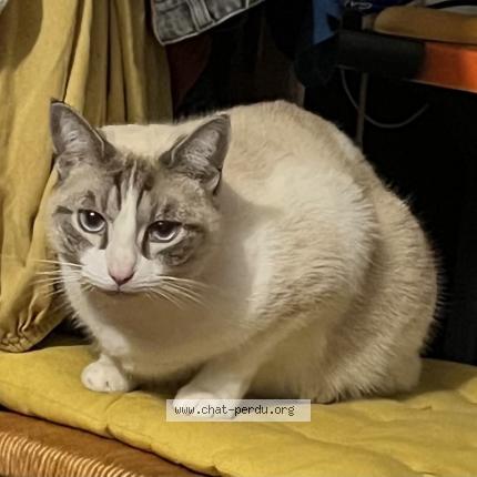 Photo de chat perdu à Vezenobres