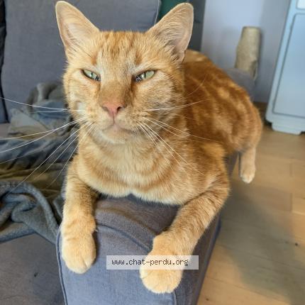 Photo de chat perdu à Combiers
