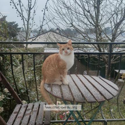 Photo de chat perdu à Joue Les Tours
