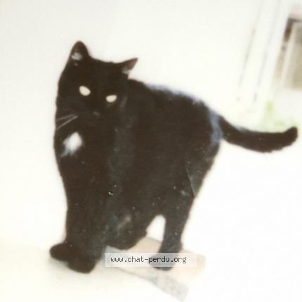 Photo de chat perdu à Meung Sur Loire