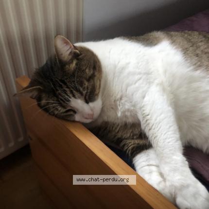 Photo de chat perdu à Saint Mards De Fresne