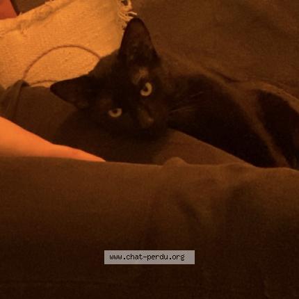 Photo 1/1 Chat retrouvé Perdu à Fontenay Sous Bois