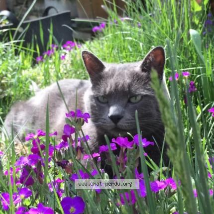 Photo 1/1 Chat retrouvé Perdu à Embrun