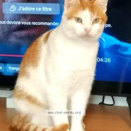 Photo de chat perdu à Boissy St Leger