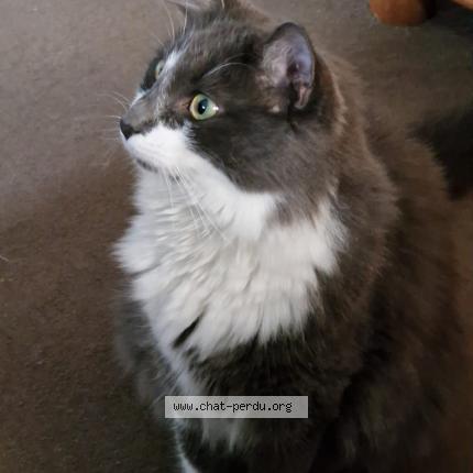 Photo de chat perdu à La Ferte Sous Jouarre