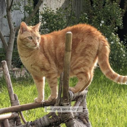 Photo 1/1 Chat retrouvé Perdu à Fessy Secteur Rezier
