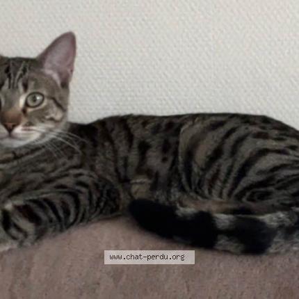 Photo de chat perdu à Montreuil