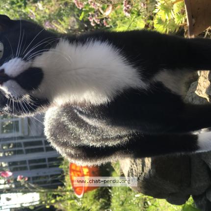Photo de chat perdu à Auray
