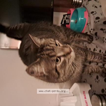 Photo 1/1 Chat retrouvé Perdu à Cerans Foulletourte