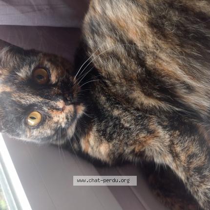 Photo 1/1 Chat retrouvé Perdu à Trelaze