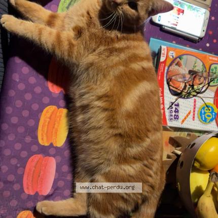 Photo 1/1 Caramel Chat perdu à Marnaz