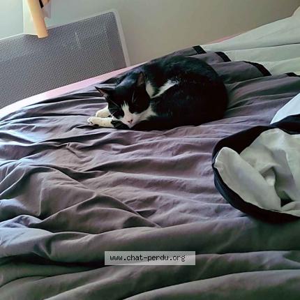 Photo de chat perdu à Saint Macaire Du Bois