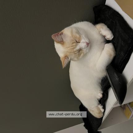 Photo 1/1 Chat retrouvé Perdu à Chateaugiron