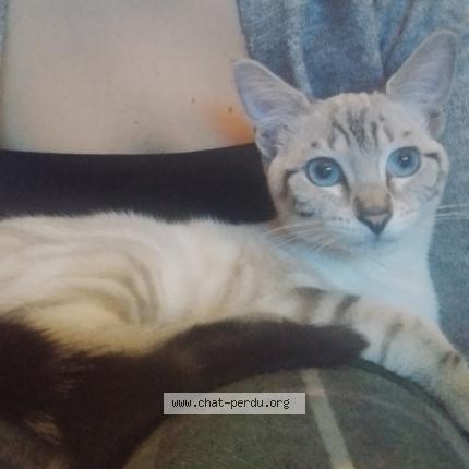 Photo de chat perdu à Macon