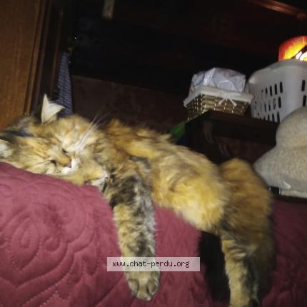 Photo de chat perdu à Valence En Poitou