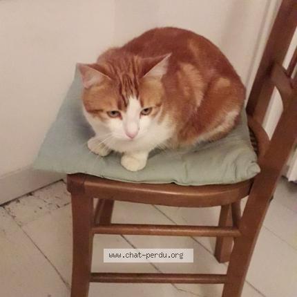 Photo 1/1 Chat retrouvé Perdu à St Etienne En Cogles Maen Roch