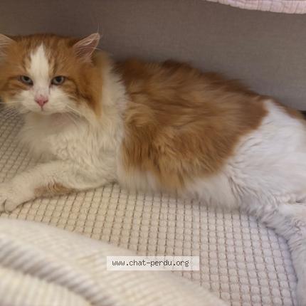 Photo 1/1 Chat retrouvé Perdu à Nogent Sur Marne