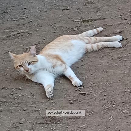 Photo 1/1 Chat retrouvé Perdu à Lieu dit auteroche villossanges