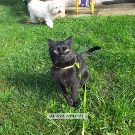 Photo 1/1 Chat retrouvé Perdu à St Laurent Sur Oust