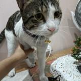 Photo de chat perdu à Unnao