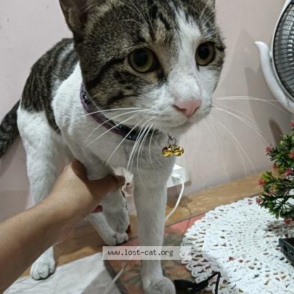 Photo 1/1 Jerry Chat perdu à Unnao