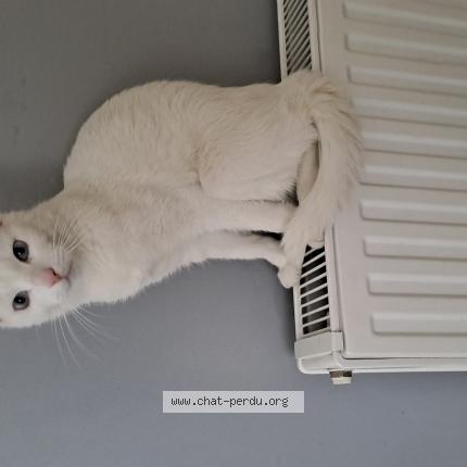Photo de chat perdu à Illkirch Graffenstaden
