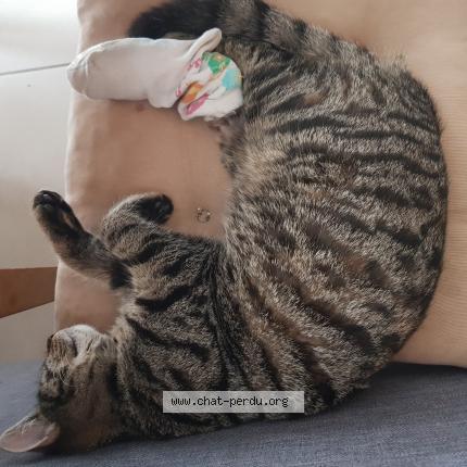Photo 1/1 FLEUR Chat perdu à Beauzelle