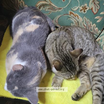 Photo 1/1 Sissy Chat perdu à Chateauneuf du faou