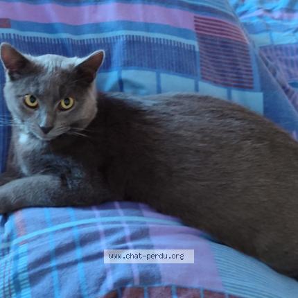 Photo de chat perdu à Londinieres