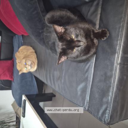 Photo de chat perdu à Romorantin Lanthenay