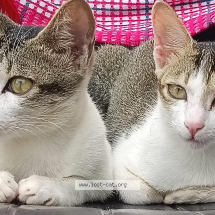 Photo 1/1 Honey Chat perdu à Pichatur