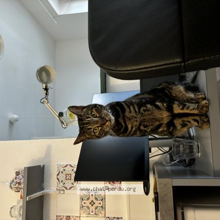 Photo 1/1 Rio Chat perdu à Strasbourg