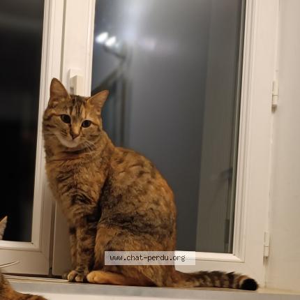 Photo de chat perdu à Veretz