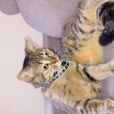 Photo de chat perdu à Valenciennes