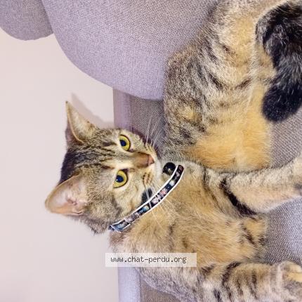 Photo 1/1 Chat retrouvé Perdu à Valenciennes