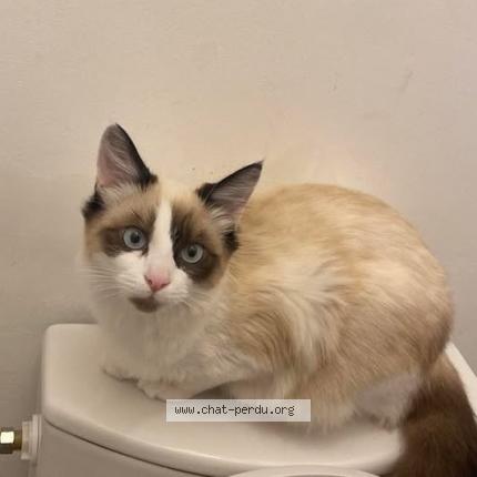 Photo de chat perdu à Pouldreuzic