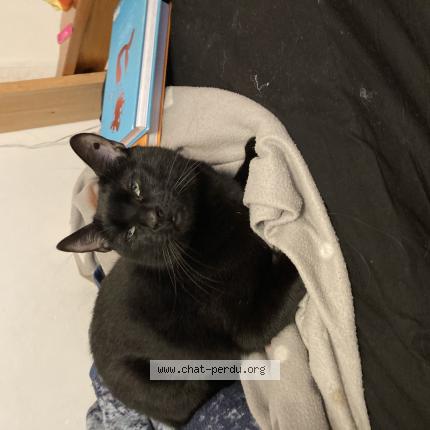 Photo de chat perdu à Pantin